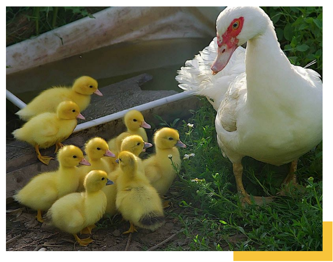 微信小程序開發(fā)