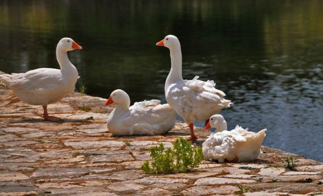 小狐科技X普贊農(nóng)業(yè)：用科學(xué)的方法，養(yǎng)一只沒(méi)有“體味”的鴨